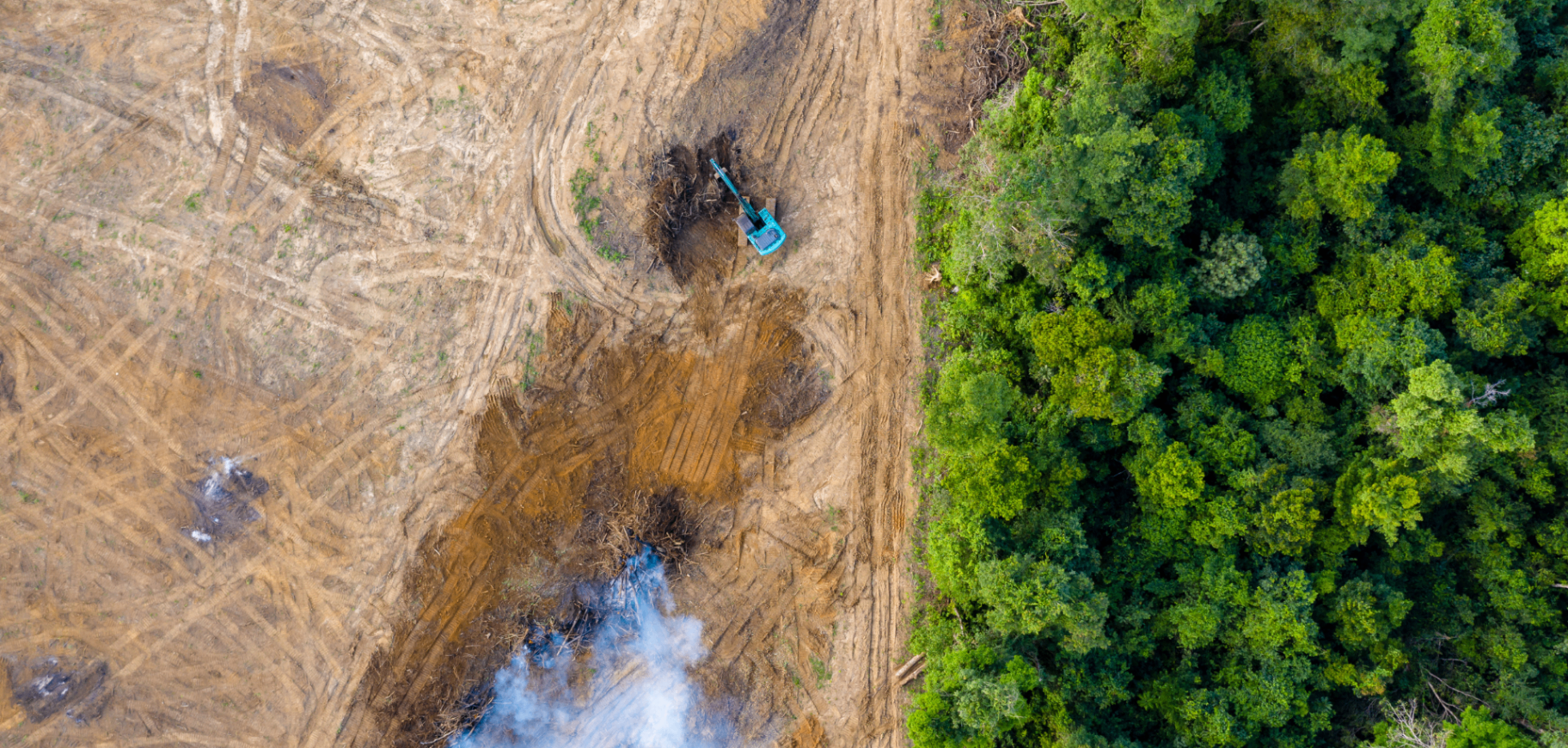 Regenerating Forests
